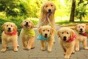 Imagen destacada del artículo «Seminario de Crianza Canina destinado al interior del país»